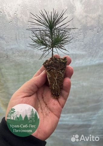 Зкс и окс Сосна Ель Лиственница сеянцы Голуб горн