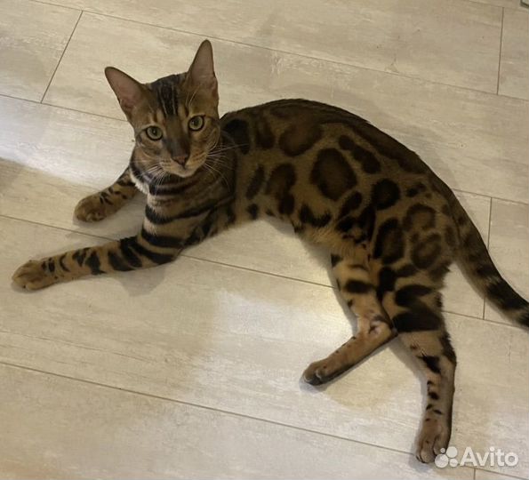 Бенгальская кошка