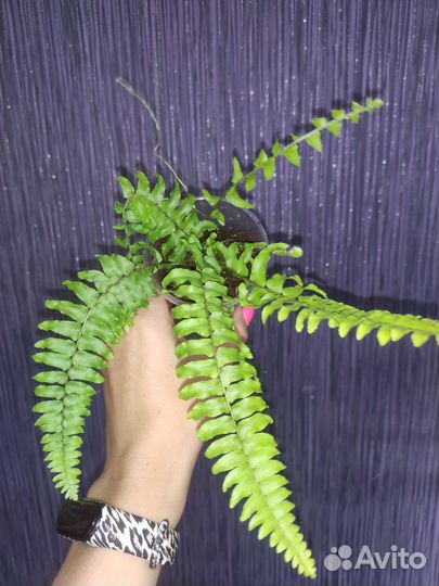 Нефролепис Блю Белл