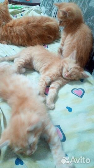 Котята в добрые руки мальчики