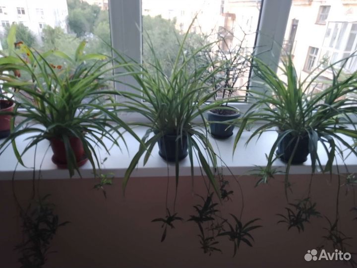 Хлорофитум