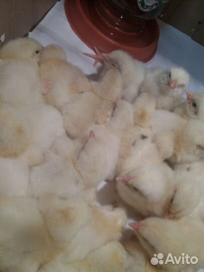Бройлерные цыплята в наличии