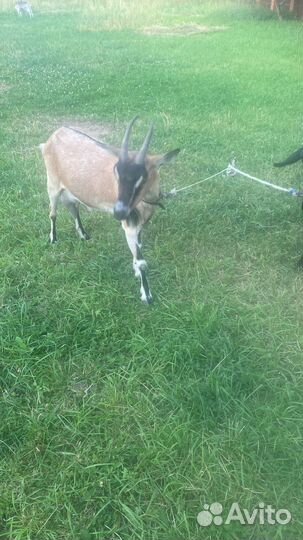 Козье молоко и сыр