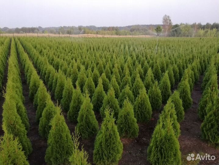 Туя Колумна доставка