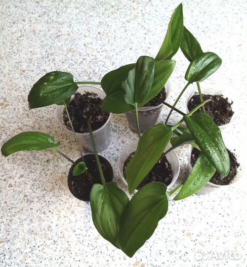 Дримиопсис