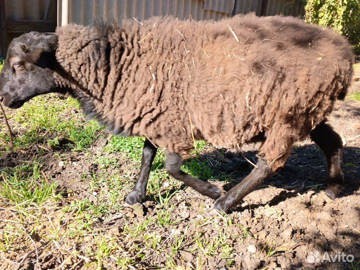 Овцы бараны ягнята