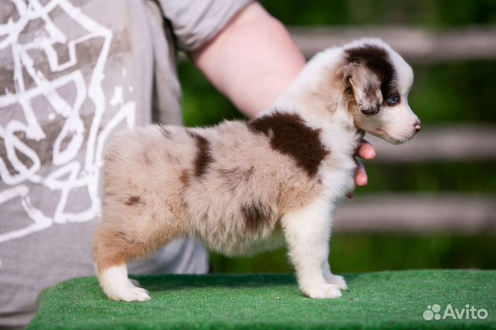 Мини аусси щенки