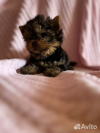 Йоркширский терьер мини