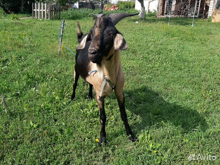 Козёл молодой