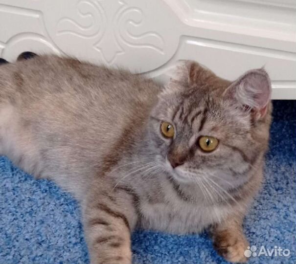 Шотландская кошечка-подросток