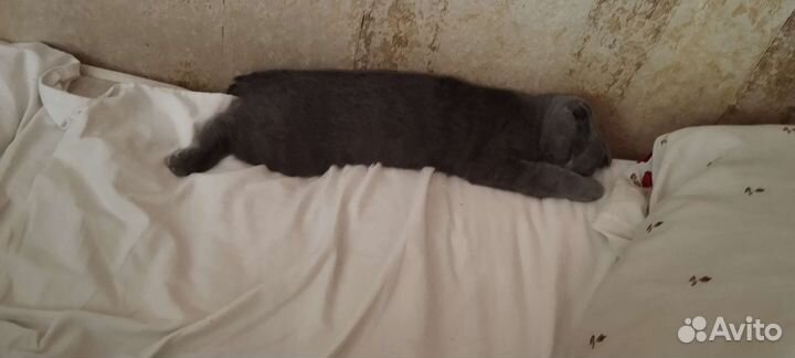 Шотландский кот вязка