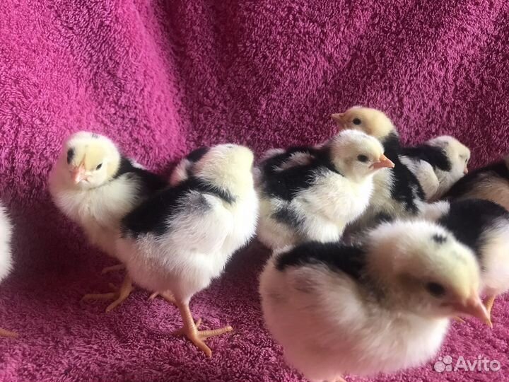 Цыплята