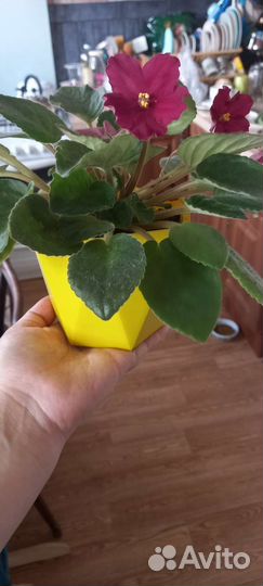 Цветущие фиалки