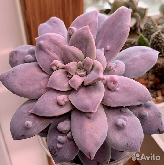 Graptopetalum superbum monstrose