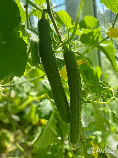 Помидоры, огурцы, кабачки