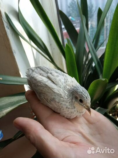 Декоративный перепел китайский расписной