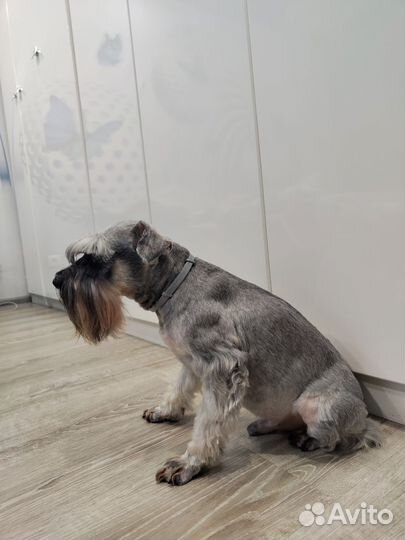 Домашние животные собаки