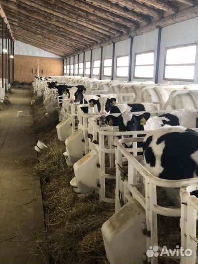 Бычки. Телята