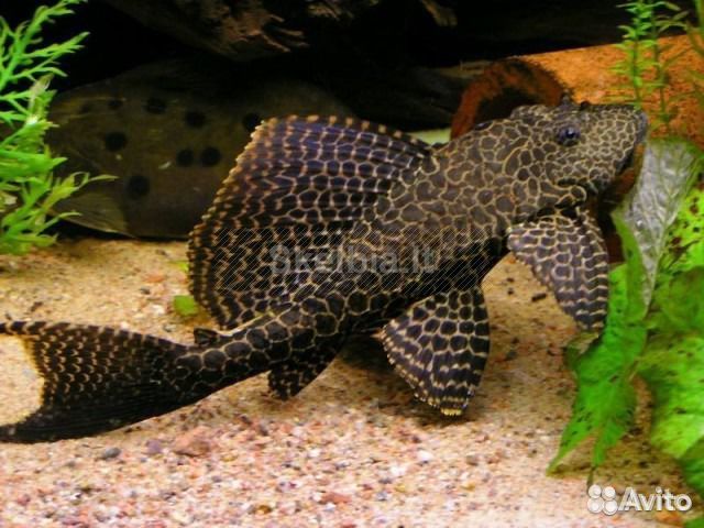 Запуск, обслуживание и чистка аквариумов