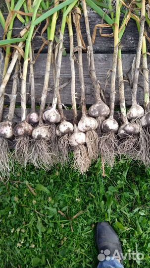 Домашние заготовки и чеснок