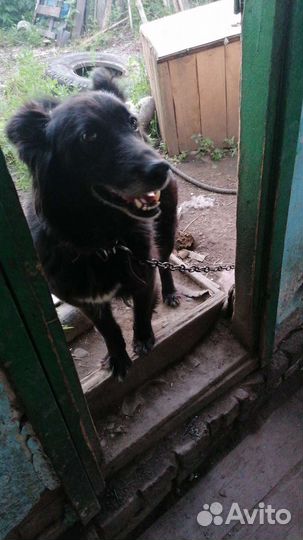 Щенки от папы боксера