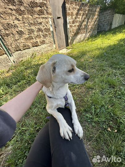 Маленькая собачка в добрые руки