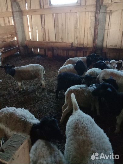 Ягнята дорперы чистокровные И F 4