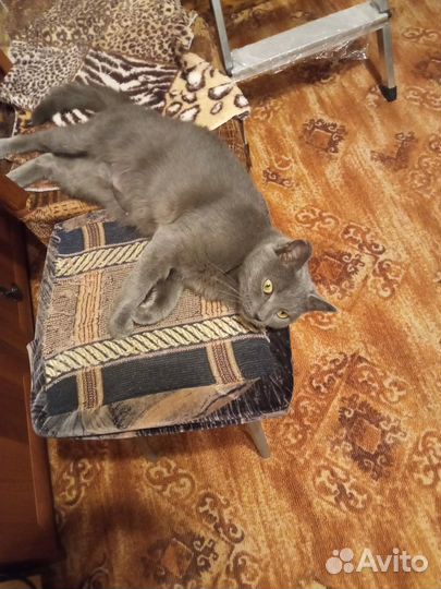 Отдам котенка
