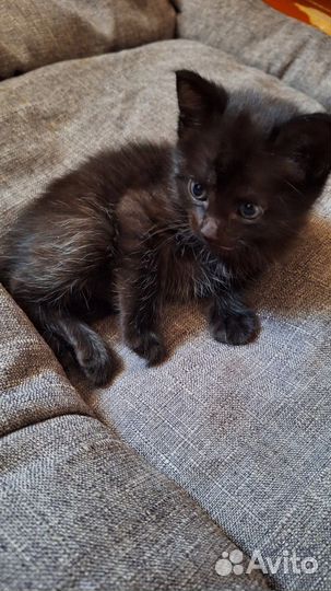Котята