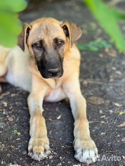 Собака в добрые руки