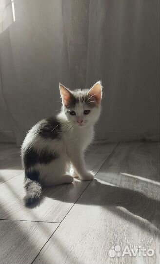 Отдам милых девочек