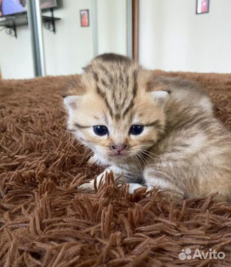 Шотландские золотые шиншиллы котята