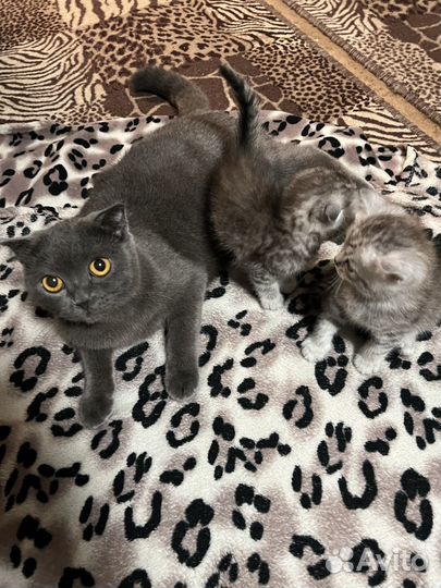Продам шотландских веслоухих котят