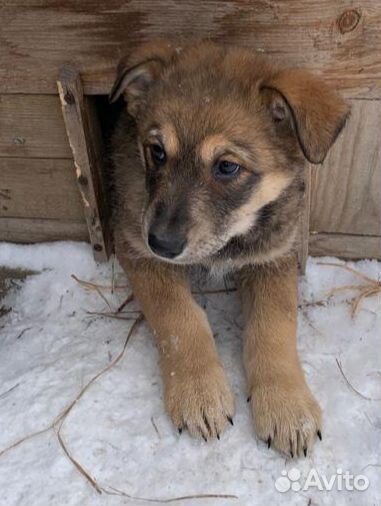 Щеночки в добрые руки