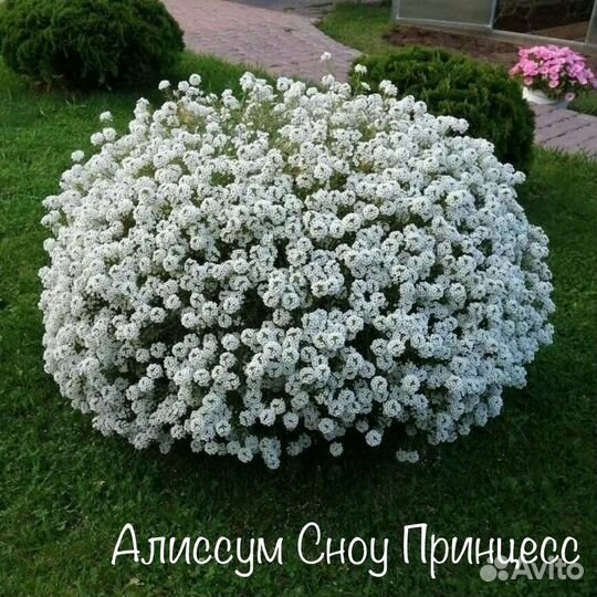 Ампельные растение лизимахия, седдум и другие