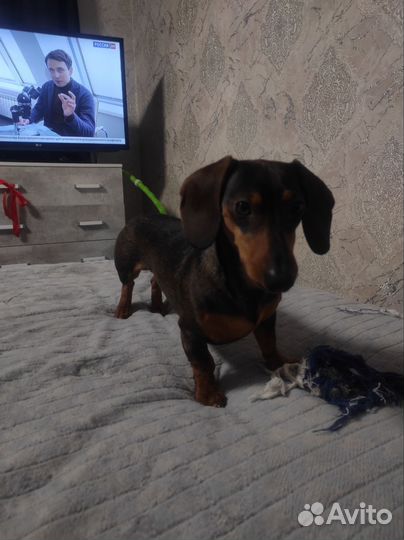 Вязка такса кобель