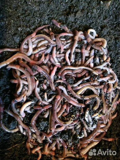 Червь, опарыш для рыбалки