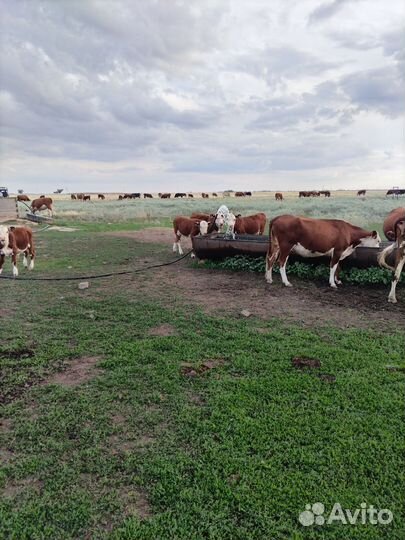 Стадо крс, коровы, телята