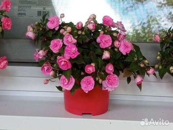 Бальзамин махровый