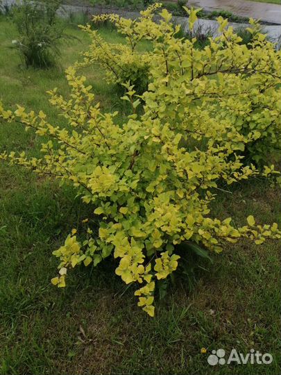 Декоративные кустарники