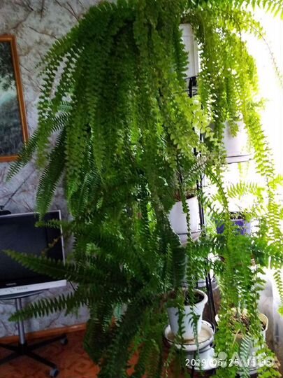 Продаю аспарагус и другие растения