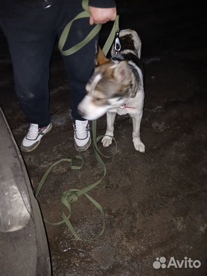 Щенок, метис алабая, около 7 мес ищет ответственно