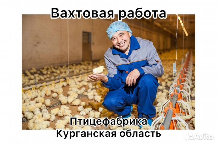 Разнорабочий на птицефабрику вахтой