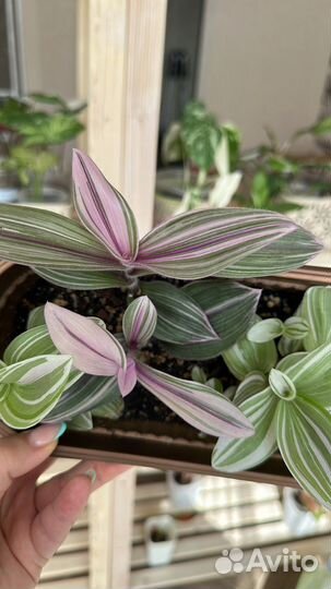 Традесканция Pink Furry, Рео, Нанук