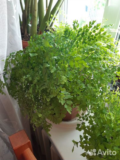 Папоротник Венерин волос (адиантум)