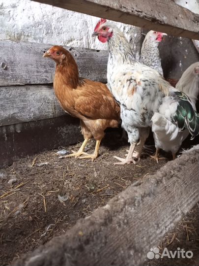 Цыплята петушки