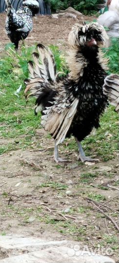 Петух Падуан, Феникс