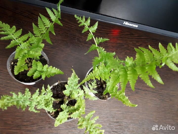 Папоротники Нефролепис мариса Макротелиптерис торр
