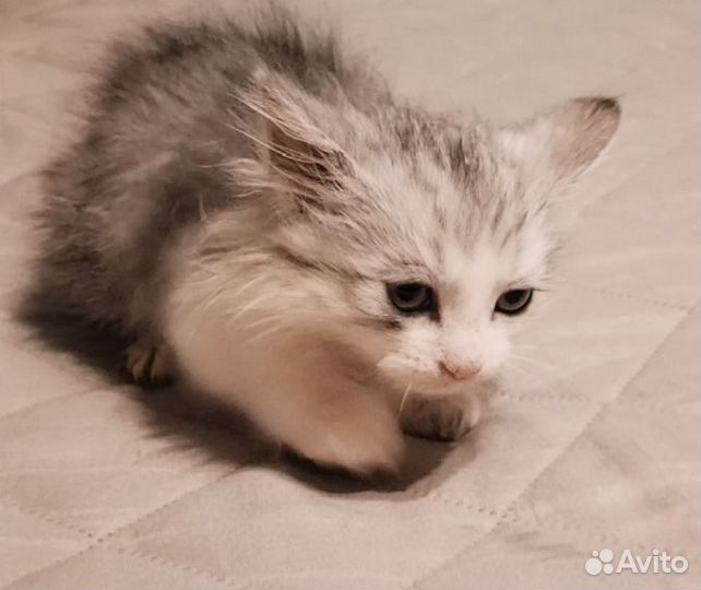 Сибирский котенок