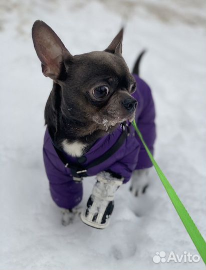 Вязка кобель чихуахуа